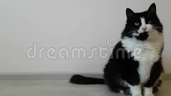 迷人丰满蓬松的黑白猫坐在右边的框架和舔滑稽猫吃了美味的食物视频的预览图