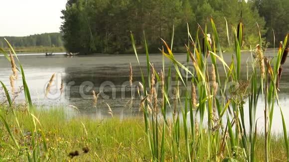 森林湖畔夏日闷热中午绿芦苇随风摇近平静的夏日风景高清慢视频视频的预览图