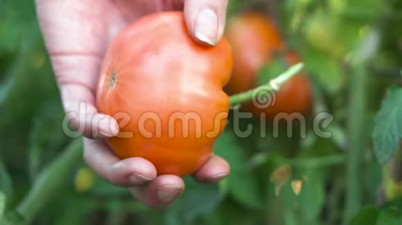 农民手工收获成熟的番茄果实在花园里收获西红柿植物上的成熟番茄果实视频的预览图