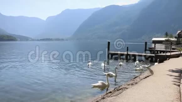 奥地利村庄天鹅在湖水的浑浊中进食湖岸阿尔卑斯山的景色视频的预览图