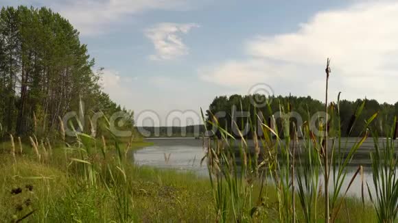 森林湖畔夏日闷热中午绿芦苇随风摇近平静的夏日风景4K视频视频的预览图