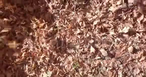 秋天的树叶风视频的预览图