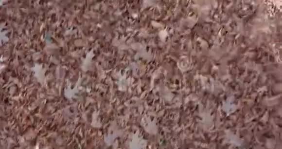秋天的树叶风视频的预览图