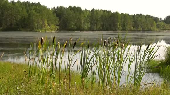 森林湖畔夏日闷热中午绿芦苇随风摇近平静的夏日风景高清慢视频视频的预览图