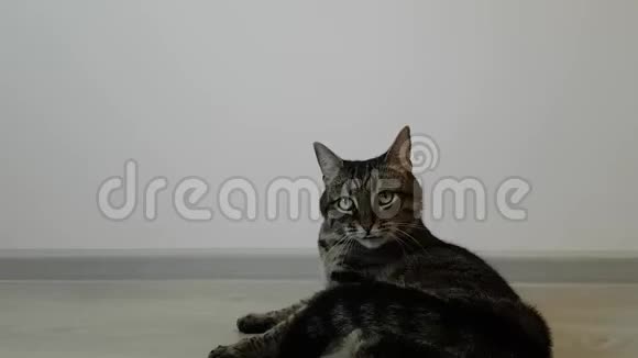 嬉戏的年轻家猫灰褐色的彩色卷在地板上动物愉快的心情视频的预览图