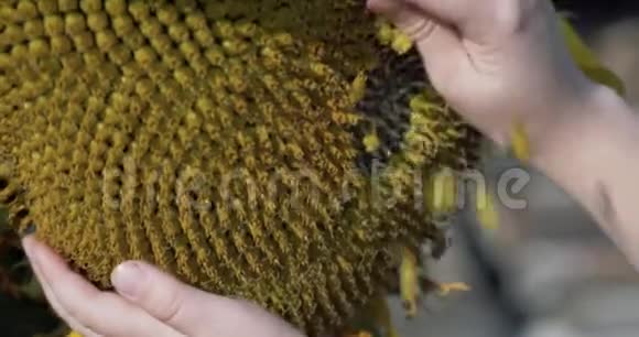一只手握着美丽的大葵视频的预览图