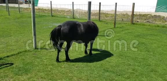 小型黑马在农场吃草视频的预览图