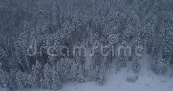 俄罗斯西伯利亚冬季森林泰加2视频的预览图
