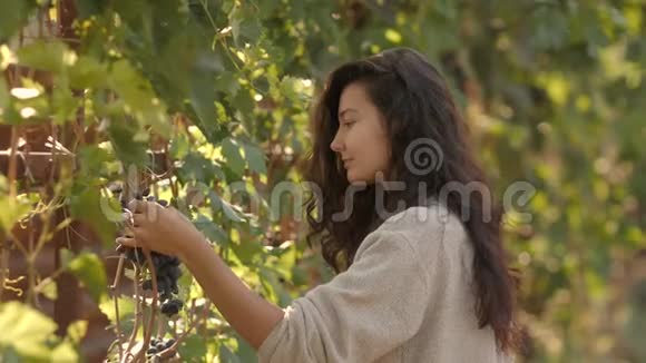 在阳光明媚的秋日采葡萄期间年轻女子在葡萄园采摘葡萄视频的预览图