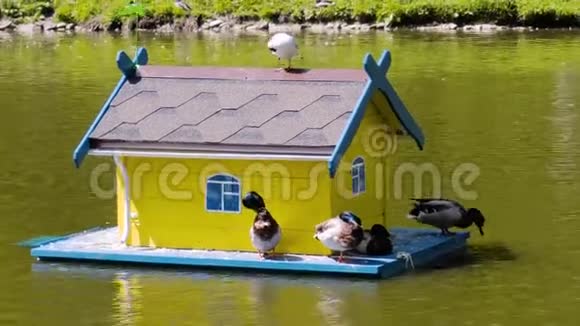 公园里的城市池塘里漂浮着一座美丽的鸟舍坐在海鸥的房子上鸭子坐在门槛上R视频的预览图