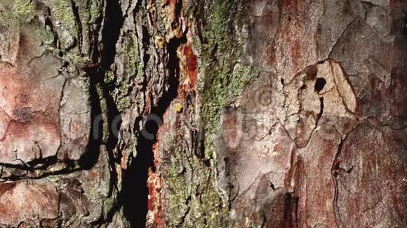 蚂蚁走在树皮上蚂蚁路径视频的预览图