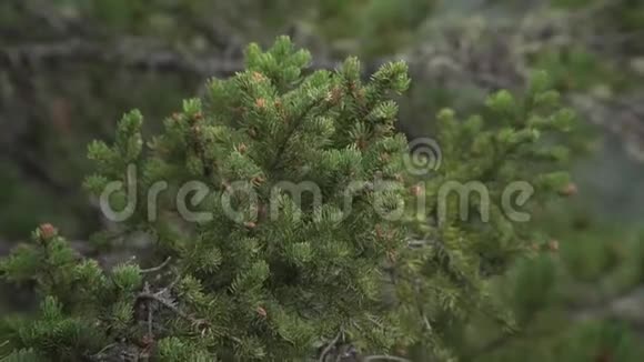 绿色的雪松树枝在风中视频的预览图