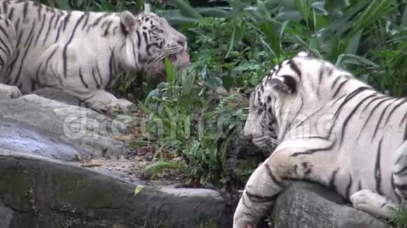 4K白虎躺在动物园的森林里休息视频的预览图