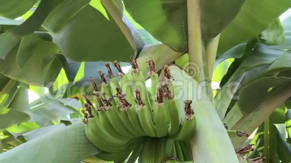 在阳光明媚的日子里种上绿油油的香蕉种植园在绿色上缓慢地观赏香蕉的叶子和果实视频的预览图