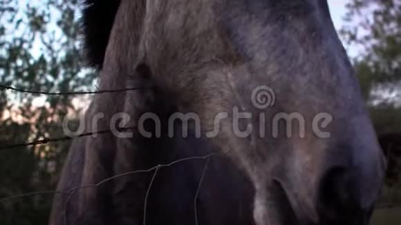 在背景有树木的农场里白马转头的慢动作视频的预览图