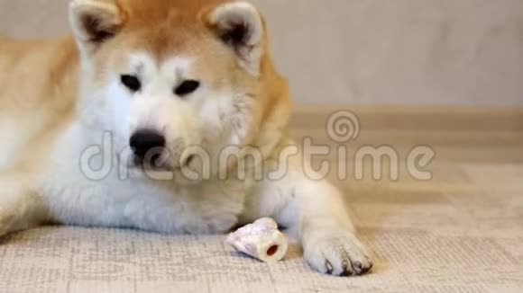 一只漂亮的秋田英狗啃着一根骨头视频的预览图