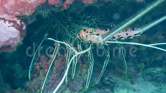一只大龙虾藏在冲绳岛石崎岛附近的一块岩石里水下10米视频的预览图