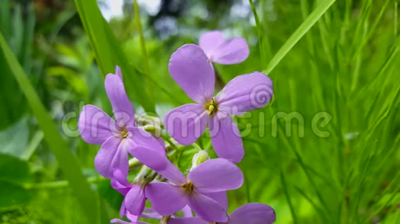 紫花在前场的特写镜头背景是绿树接近美丽的4花瓣紫色花与风视频的预览图