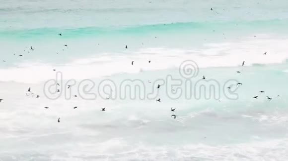 在南非开普敦海岸外的海浪中飞行和潜水捕鱼的海鸟视频的预览图