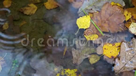 秋天的叶子在雨滴的水坑里秋季背景视频的预览图