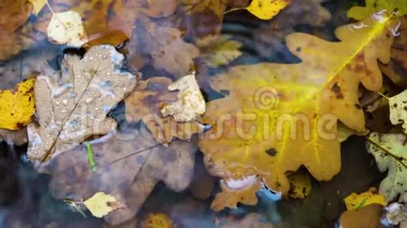 秋天的叶子在雨滴的水坑里秋季背景视频的预览图