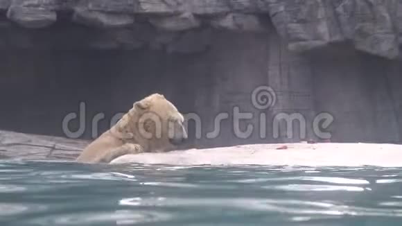4K北极熊在动物园的游泳池里吃鱼视频的预览图