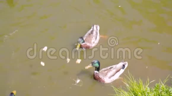 人们在公园的池塘上扔鸭子鸭子扑向一条互相竞争的面包美丽的慢动作视频的预览图