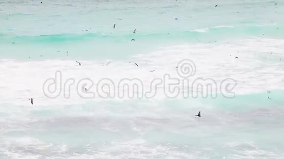在南非开普敦海岸外的海浪中飞行和潜水捕鱼的海鸟视频的预览图