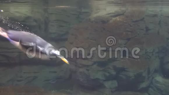 企鹅在水下游泳视频的预览图