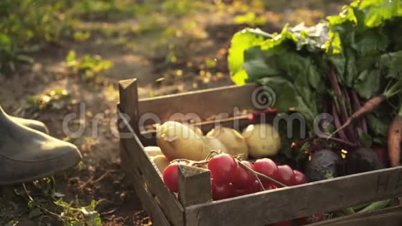 农民折叠收获的西红柿甜菜土豆胡萝卜在生态农场的木箱在日落光视频的预览图