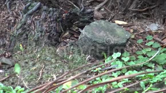 4K一只大灰树鼠在他的洞穴里休息在台北公园视频的预览图