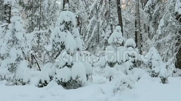 很多雪在树上视频的预览图