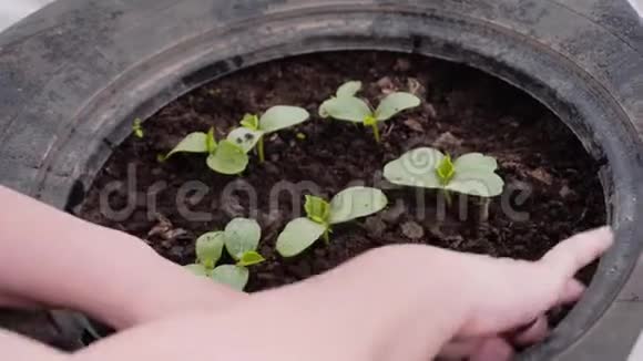 女人手在小温室里吐出小植物手和植物的特写园丁的工作视频的预览图