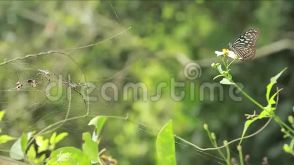 蝴蝶玻璃老虎栖息在台湾的一朵花上视频的预览图