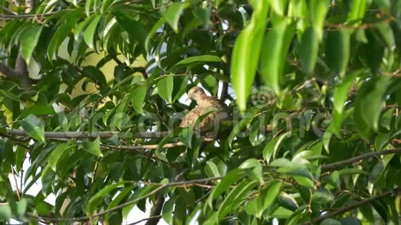 斑马湾栖息在树枝上视频的预览图
