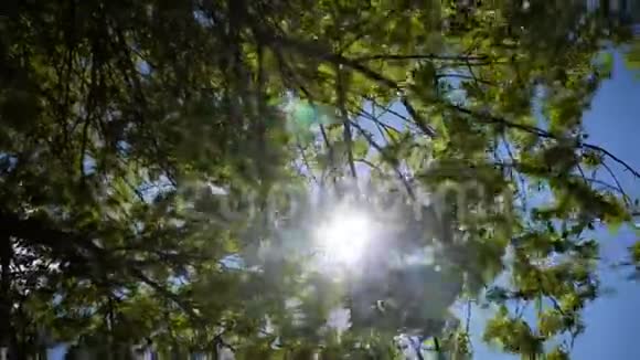 在刮风的天气里太阳光线穿过树叶树叶在大风中摇曳很棒视频的预览图