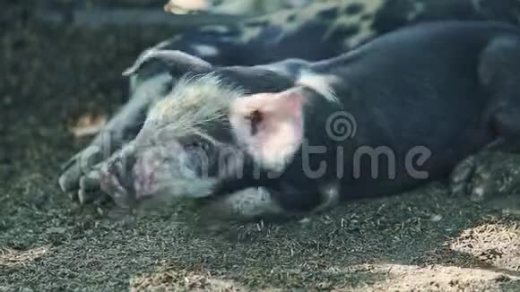 特写小黑猪休息旁边的其他小家猪视频的预览图