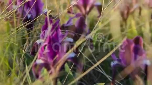 紫色日落时的野花视频的预览图