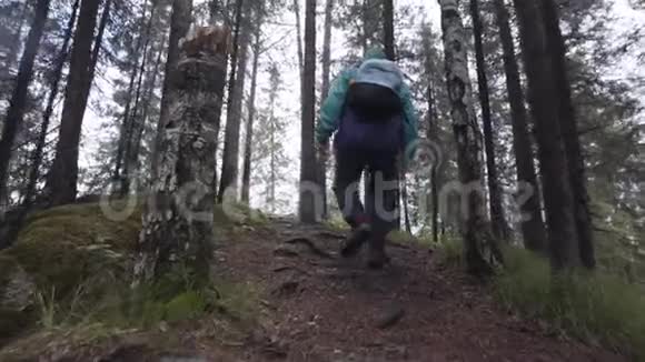 在森林道路上看到男性徒步旅行者库存录像探索自然和穿过森林的人类旅行者视频的预览图