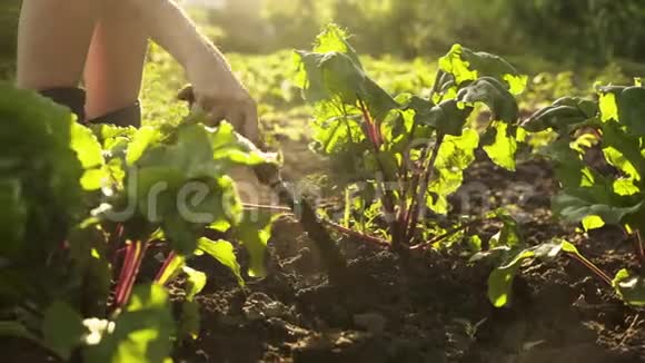 农民挖掘和松开地面与铲子在有机农场的田野在日落光视频的预览图