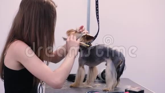 训狗宠物新郎刷狗梳头在沙龙视频的预览图