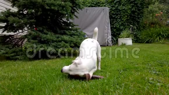 白色小狗在户外玩耍视频的预览图