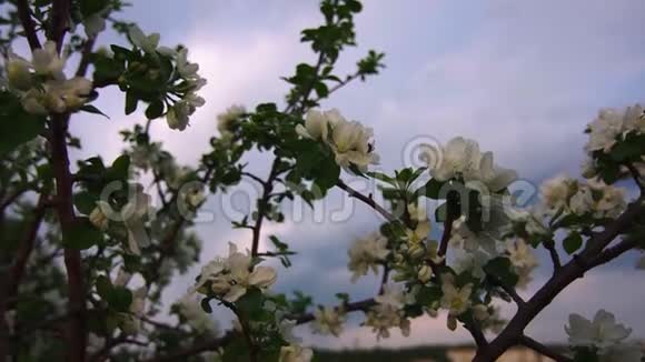 一棵苹果树上盛开着美丽的白花迎风飘舞视频的预览图