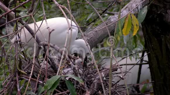 母亲白鹭燕在巢中缓慢地觅食视频的预览图