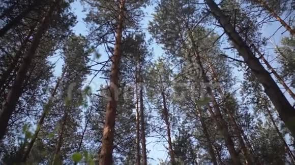 针叶林和蓝天视频的预览图