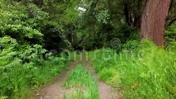 林地神秘景观在梦幻森林中的树木之间移动视频的预览图
