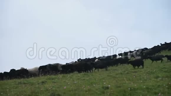 一大群害群之马在多云的阴天下山低云密布灰蒙蒙的视频的预览图