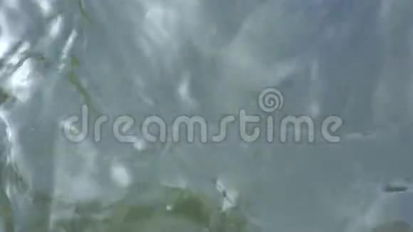 4台湾池塘中的K型鲤鱼群游鱼视频的预览图