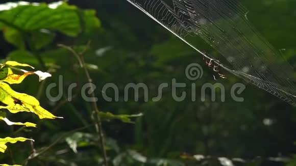 曼月原国家森林休闲区慢动作蜘蛛网视频的预览图