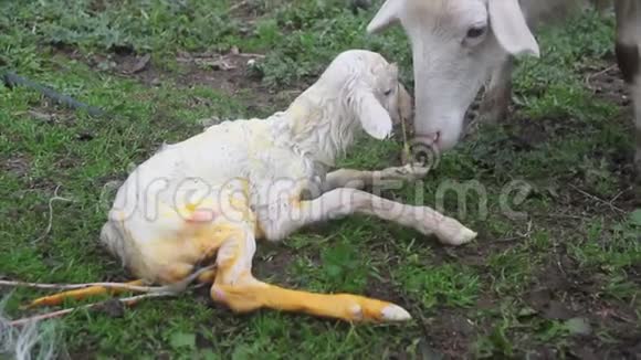 在牧羊人的帮助下农场里一只白羊自然产下视频的预览图